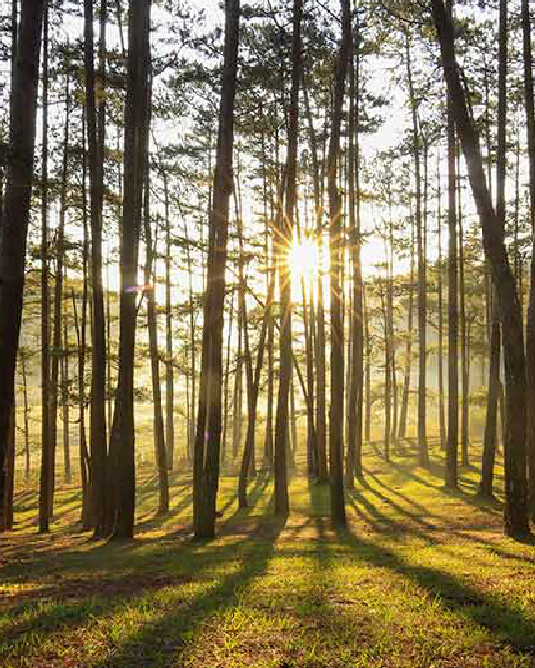 foret hardelot-100