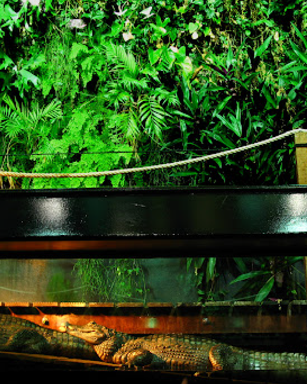 forêt immergée tropicale